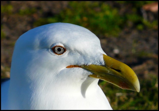 Mantelmeeuw