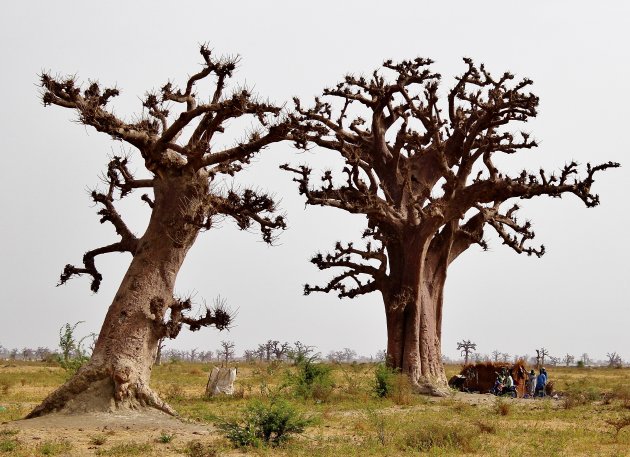 Wonen onder de baobabboom