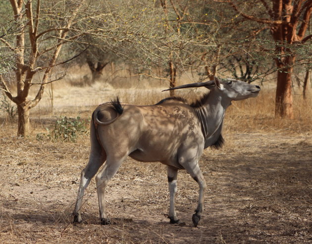 Elandantilope