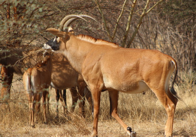 Roan antilope