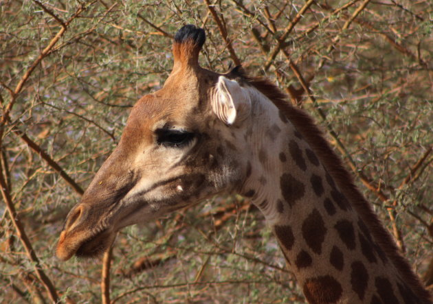 Girafje