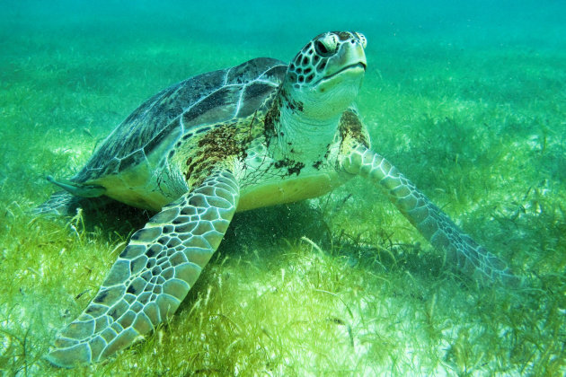 Zeeschildpad bij Akumal