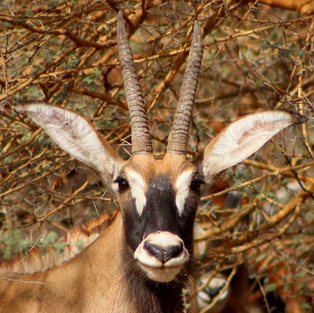 Roan antilope