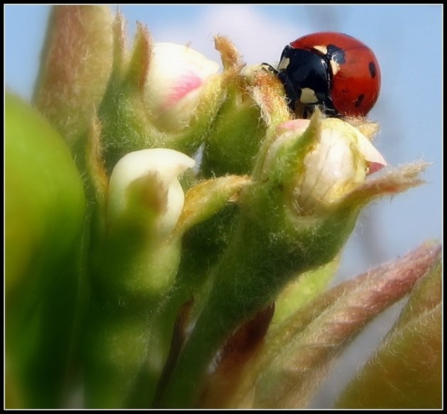 Genieten van bloesems