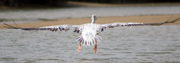 Breedbeeld pelikaan