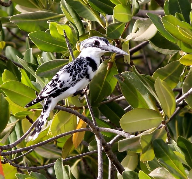 Bonte ijsvogel