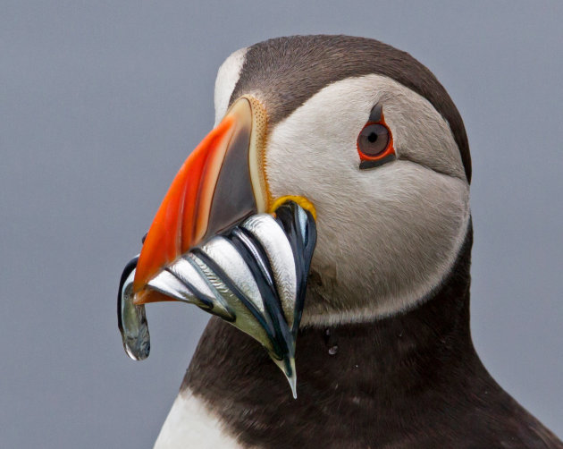 close - clown onder de vogels