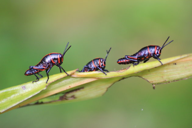 INSEKTEN