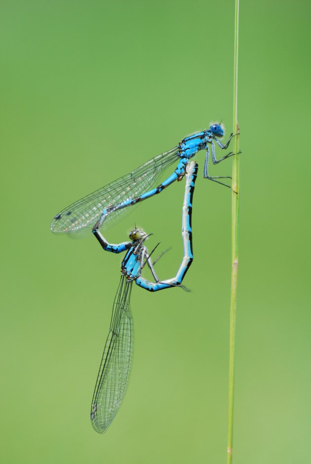 Parende watersnuffels