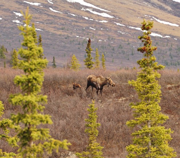 Baby Moose