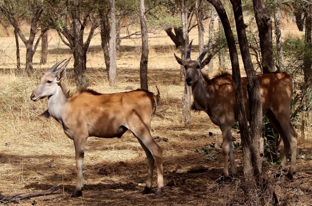 Elandantilope