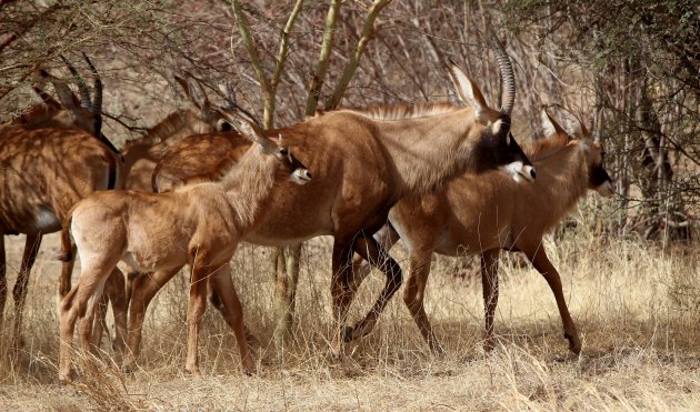 Roan-Antilopes