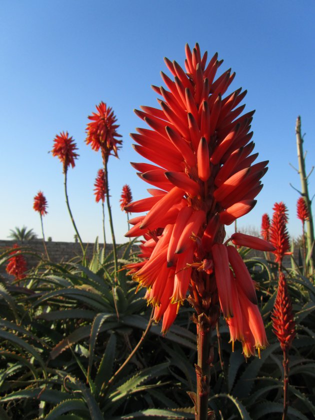 Aloe