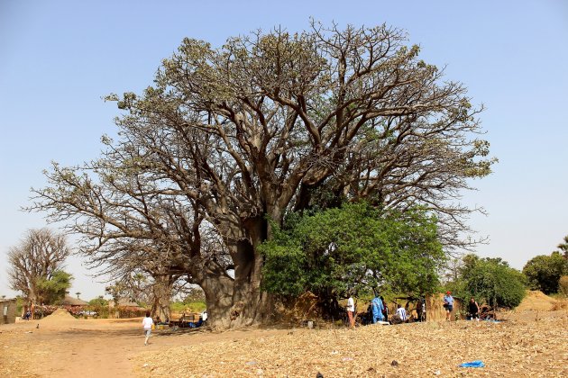 Grootste baobab