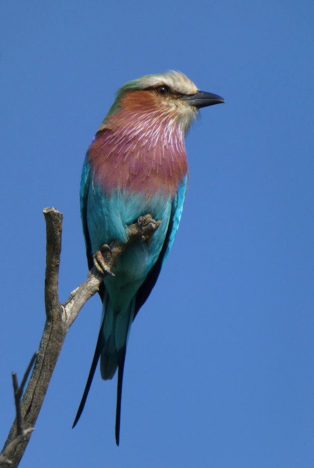 Lilac Brested Roller