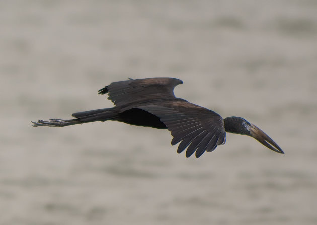 African Openbill Stork 