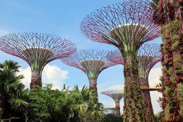 Gardens by the bay