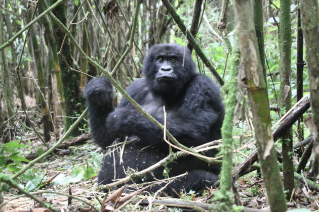 Gorilla