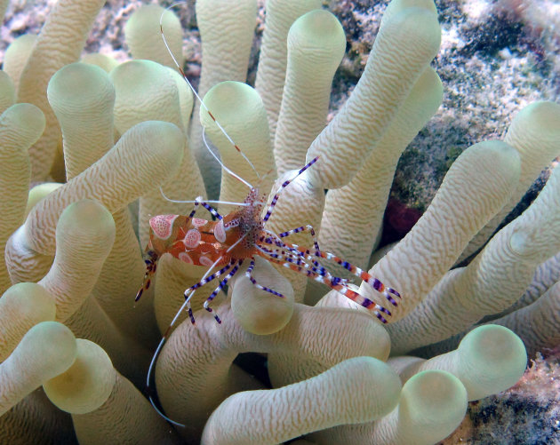 Spotted Cleaner Shrimp