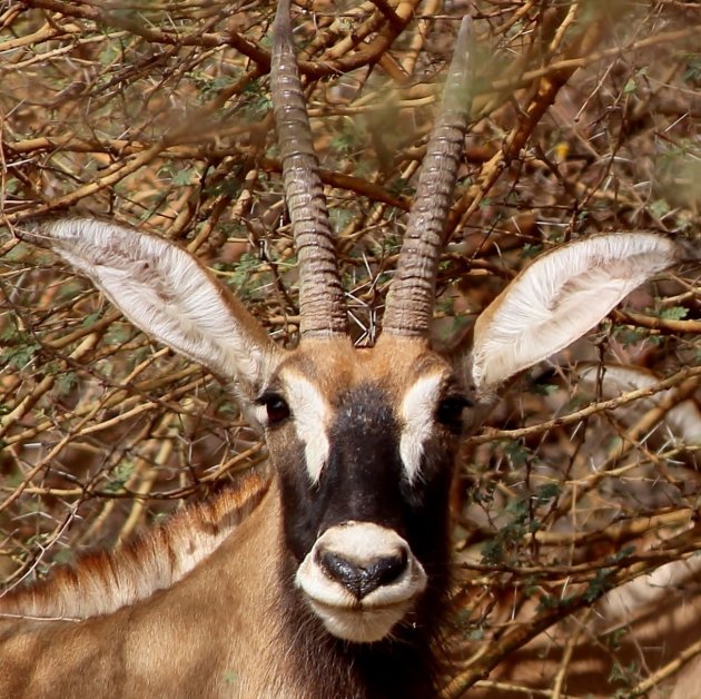 Roan antilope