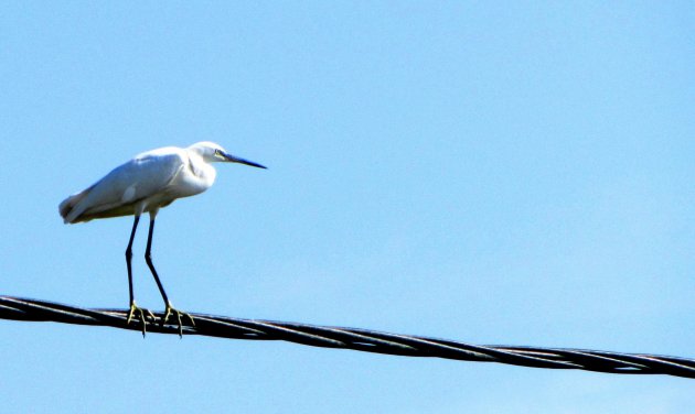 Grote zilverreiger