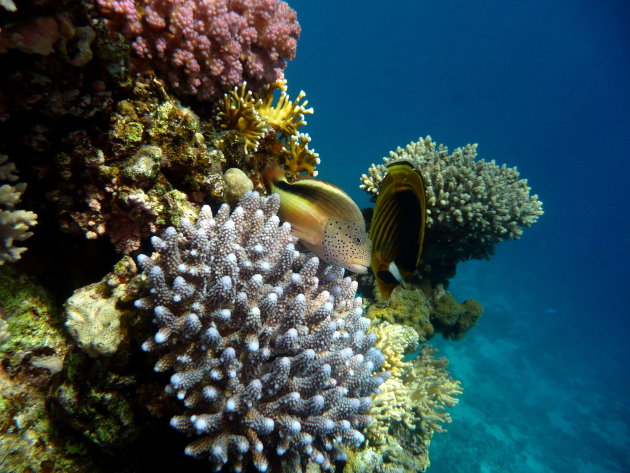 De Rode Zee blijft verbazen, Egypte