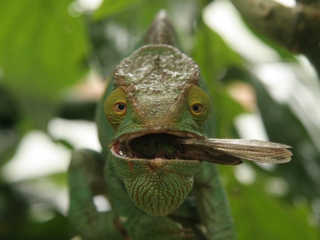 Lunch! Voor de Kameleon