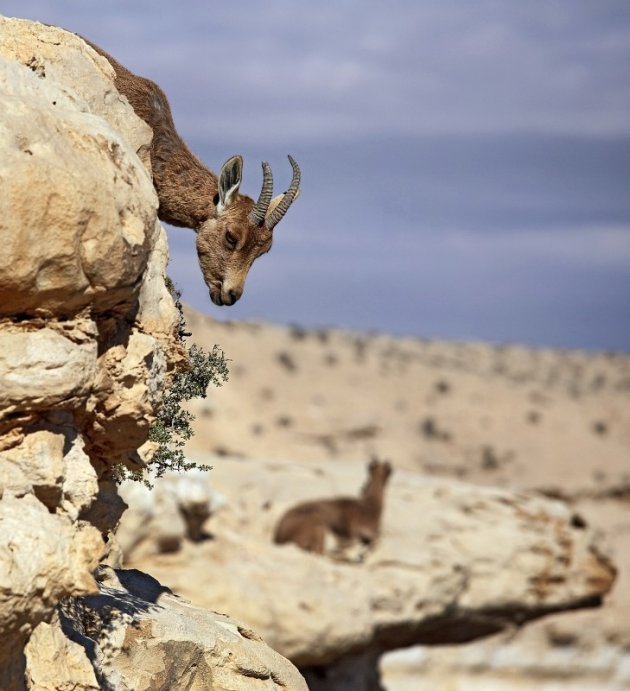 Taxerende steenbok