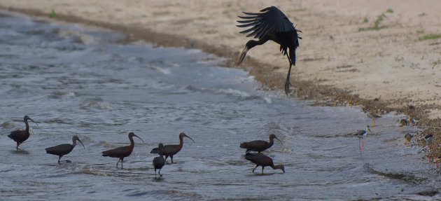 Incoming African Openbill Stork