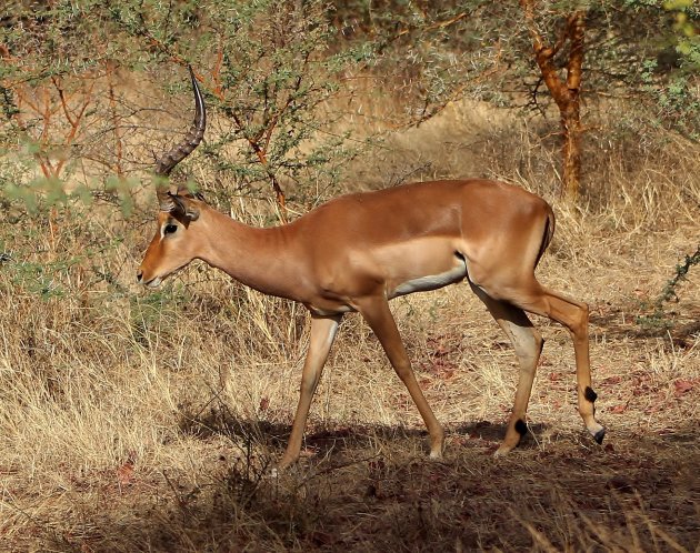 Prachtige antilope