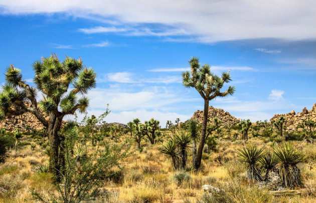 Grillige Joshua Trees