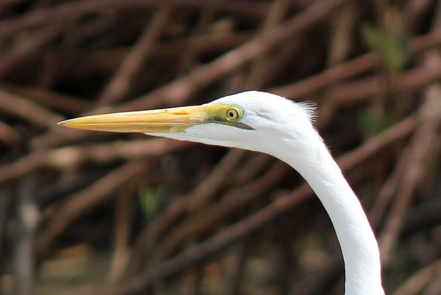 Witte reiger