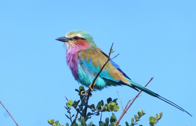 Lilac breasted roller