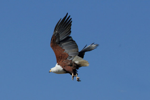  Fish Eagle