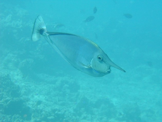 Pinokkio vis in Rode Zee bij Egypte