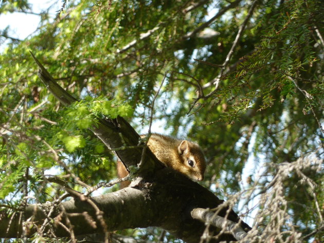 Chipmunck