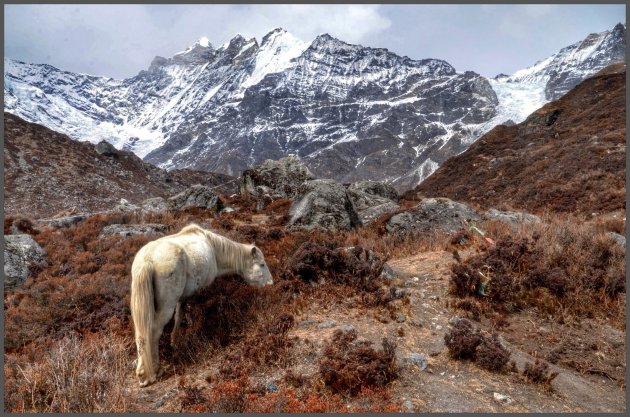 Yaks en paarden grazen hier