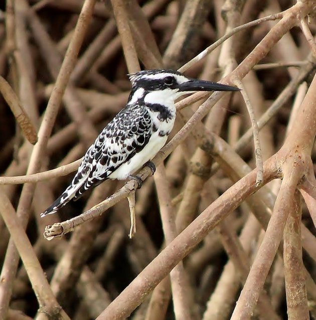 Pied kingfisher