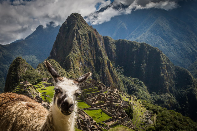 Lama @ Machu Picchu