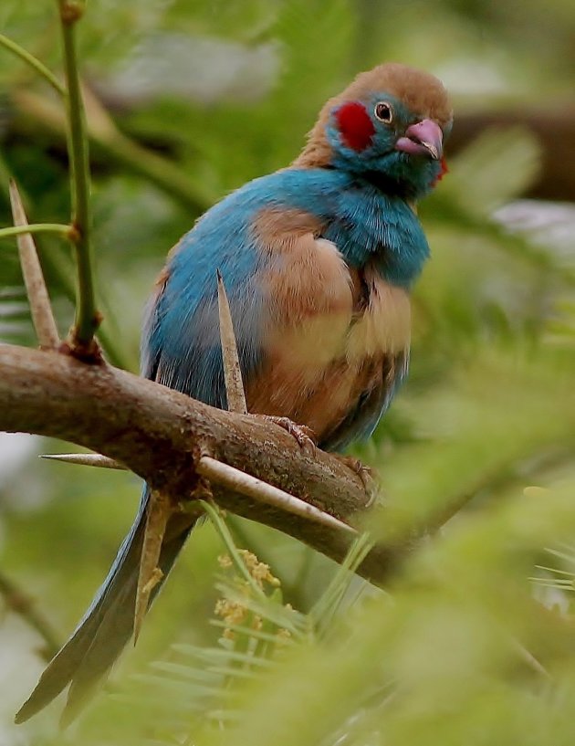 Red cheeked cordon bleu