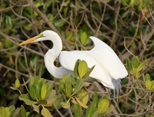 Witte reiger