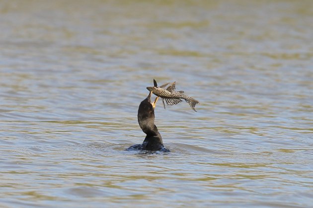 Pantanal Catfish gevangen