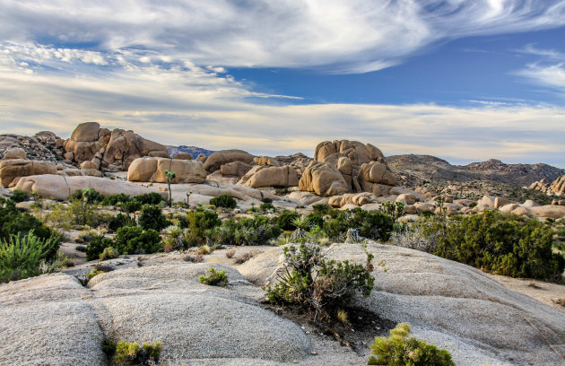 Overzicht Joshua Tree