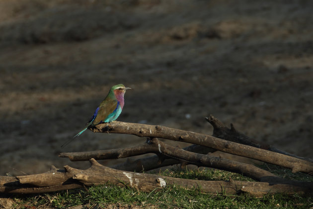 Lilac breasted roller