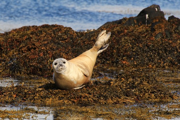 zeehond