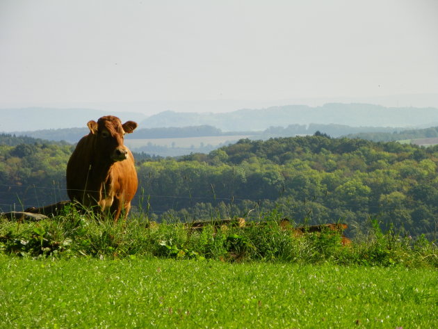 Koe met uitzicht over Luxemburgse Ardennenlandschap