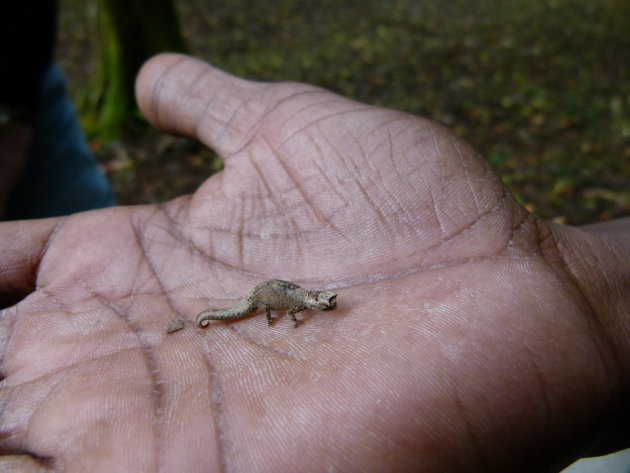 Kleinste reptiel van de wereld