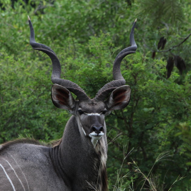  Kudu mannetje 