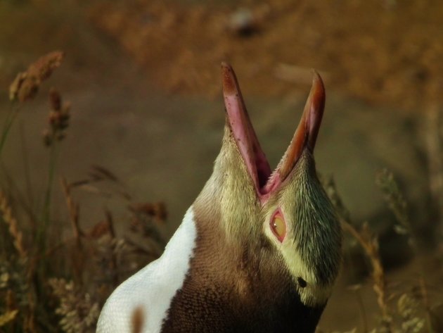 Opwarmende Pinguin