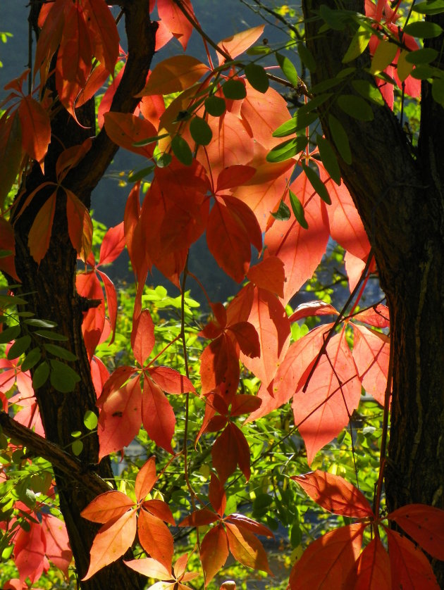 Herfst in Luxemburg